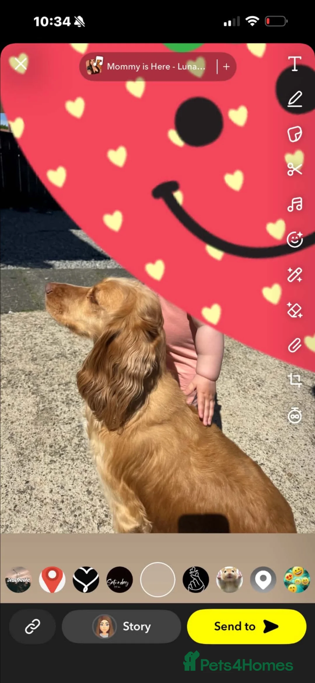 Cockapoo dogs for sale: Cockapoos 🏡🩷🩵 in Houghton le Spring - Advert 19