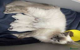 Ragdoll cats for sale: stunning kittens  - Image 12
