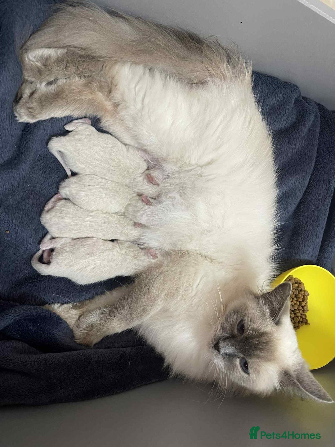 Ragdoll cats for sale: stunning kittens  - Image 12