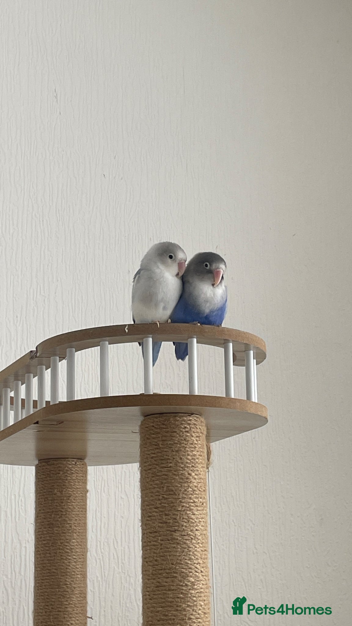 Lovebirds birds Love birds re home - Advert 12