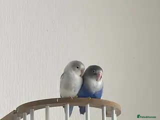 Lovebirds birds Love birds re home - Advert 12