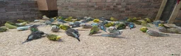 Budgerigars birds for sale: Budgies  - Advert 3