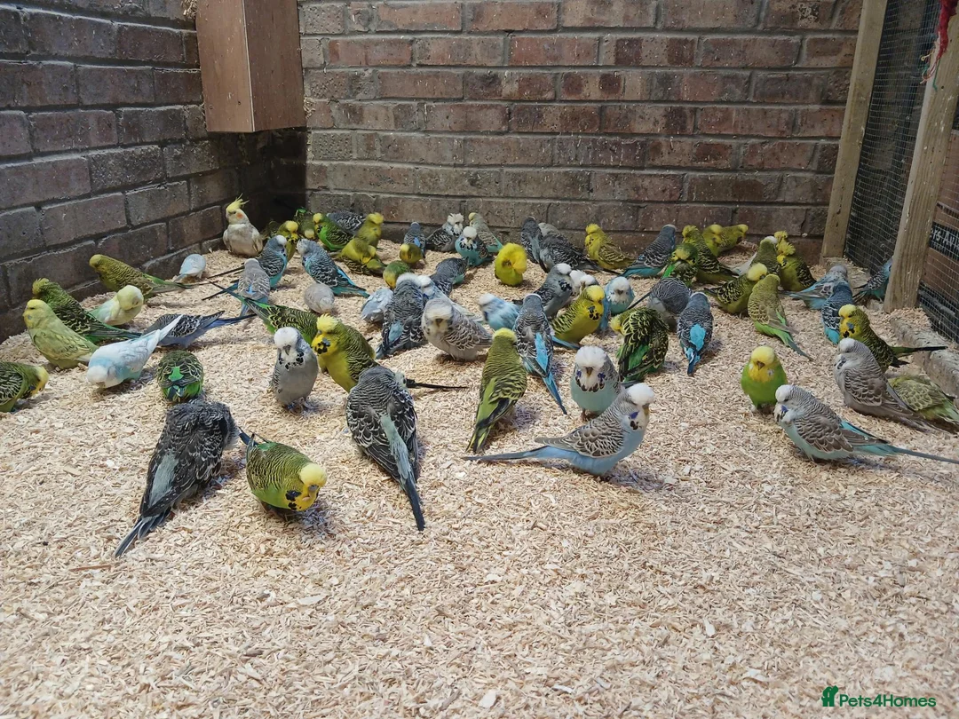Budgerigars birds for sale: Budgies  - Advert 3