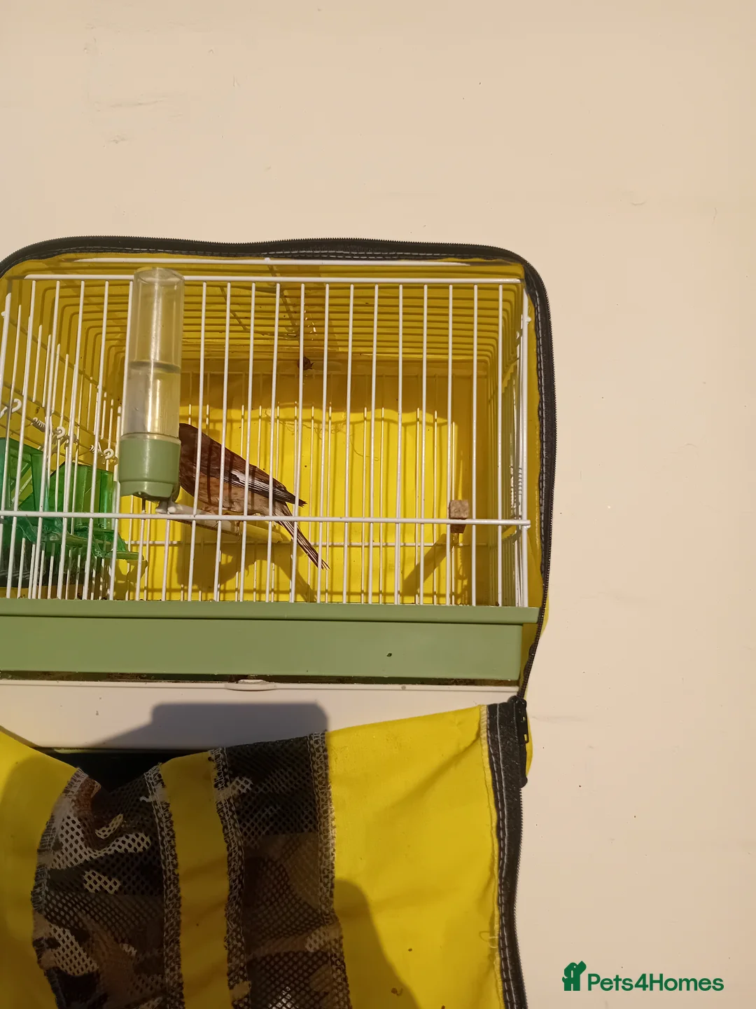 Finches birds for sale: linnet finch  in Maidstone - Advert 2