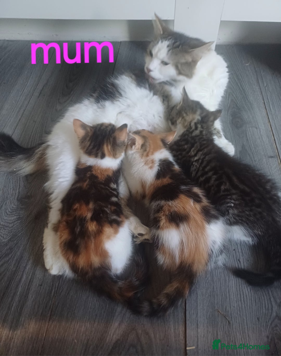 Mixed Breed cats for sale: 3 gorgeous playful kitties - Advert 3