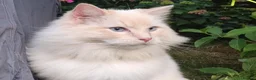 Ragdoll cats for sale: Ragdoll in need of a new home - Advert 1