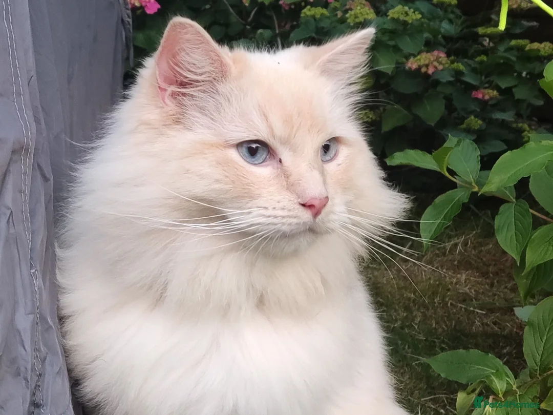 Ragdoll cats for sale: Ragdoll in need of a new home - Advert 1