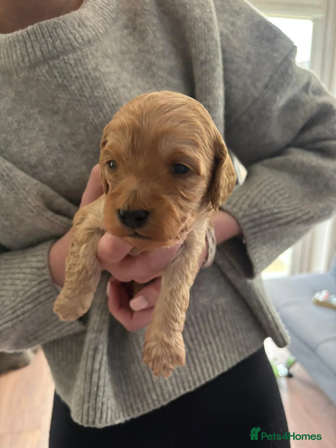 Cockapoo dogs for sale: F1 Cockapoo puppies in Kilmarnock - Advert 4