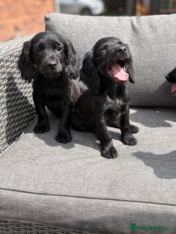 Cocker Spaniel dogs - Advert 4