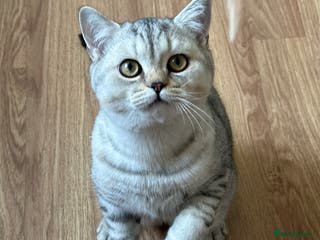 British Shorthair cats Gorgeous British Longhair & Shorthair Kittens - Advert 16