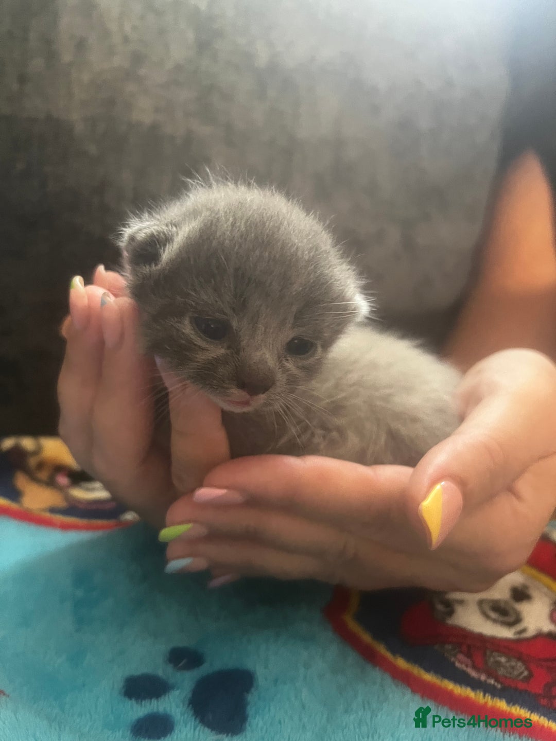 Persian cats for sale: Persian kittens  - Image 7