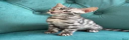 Bengal cats for sale: 5 Little Bengals 🐈‍⬛🐈‍⬛🐈‍⬛🐈‍⬛🐈‍⬛ - Advert 2