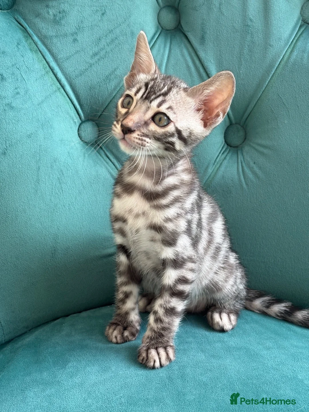 Bengal cats for sale: 5 Little Bengals 🐈‍⬛🐈‍⬛🐈‍⬛🐈‍⬛🐈‍⬛ - Advert 2