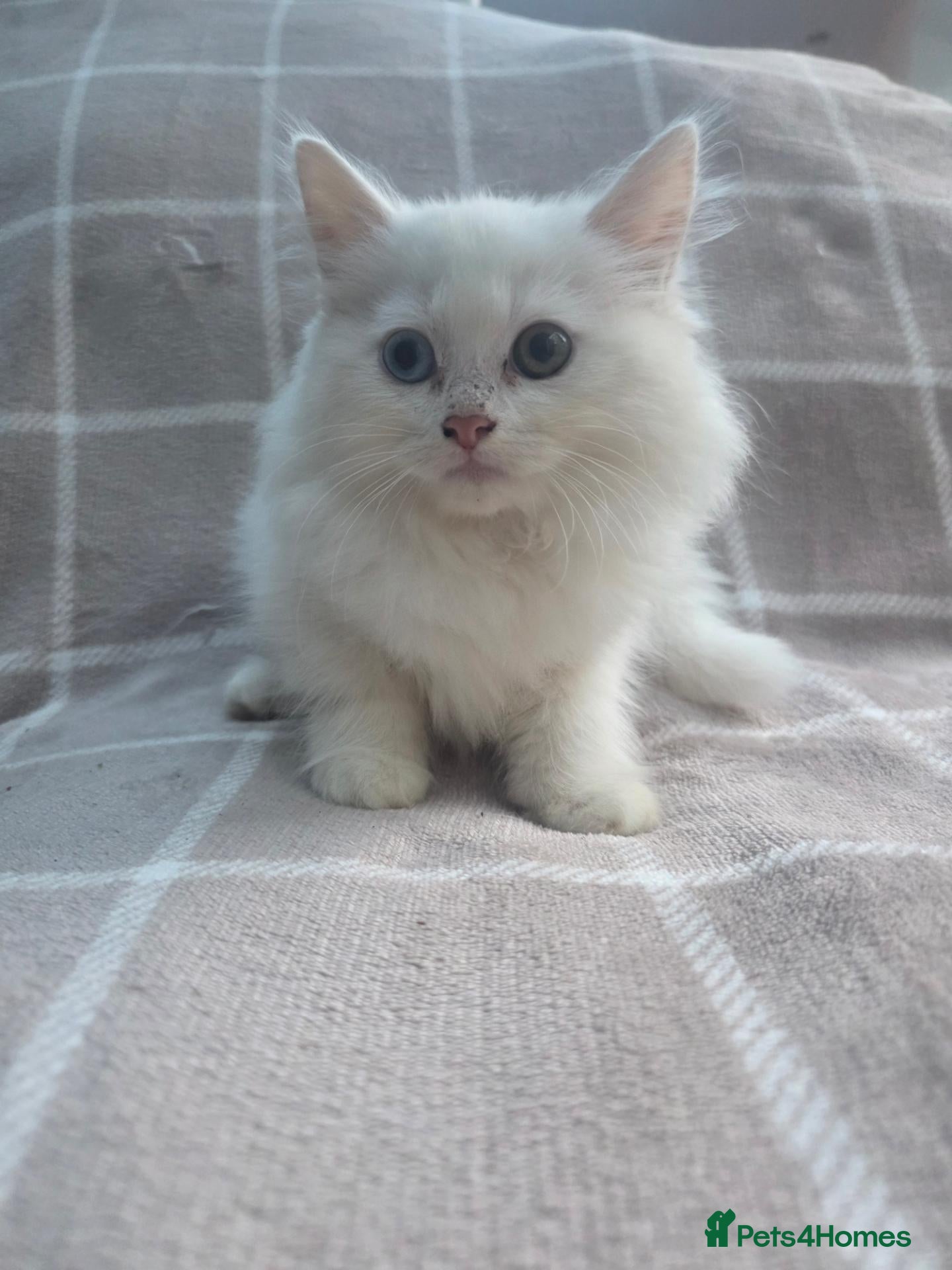 Munchkin cats Beautiful Munchkin Kittens – TICA Registered Dad - Advert 1