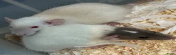 Rat rodents for sale: Baby dumbo rats for sale  - Advert 2