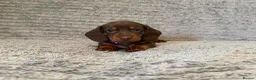 Dachshund dogs for sale: Miniature dachshund pups - Advert 5