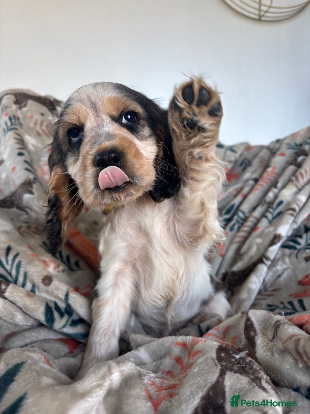 Cocker Spaniel dogs for sale: Show Cocker Spaniel Puppies  - Image 7