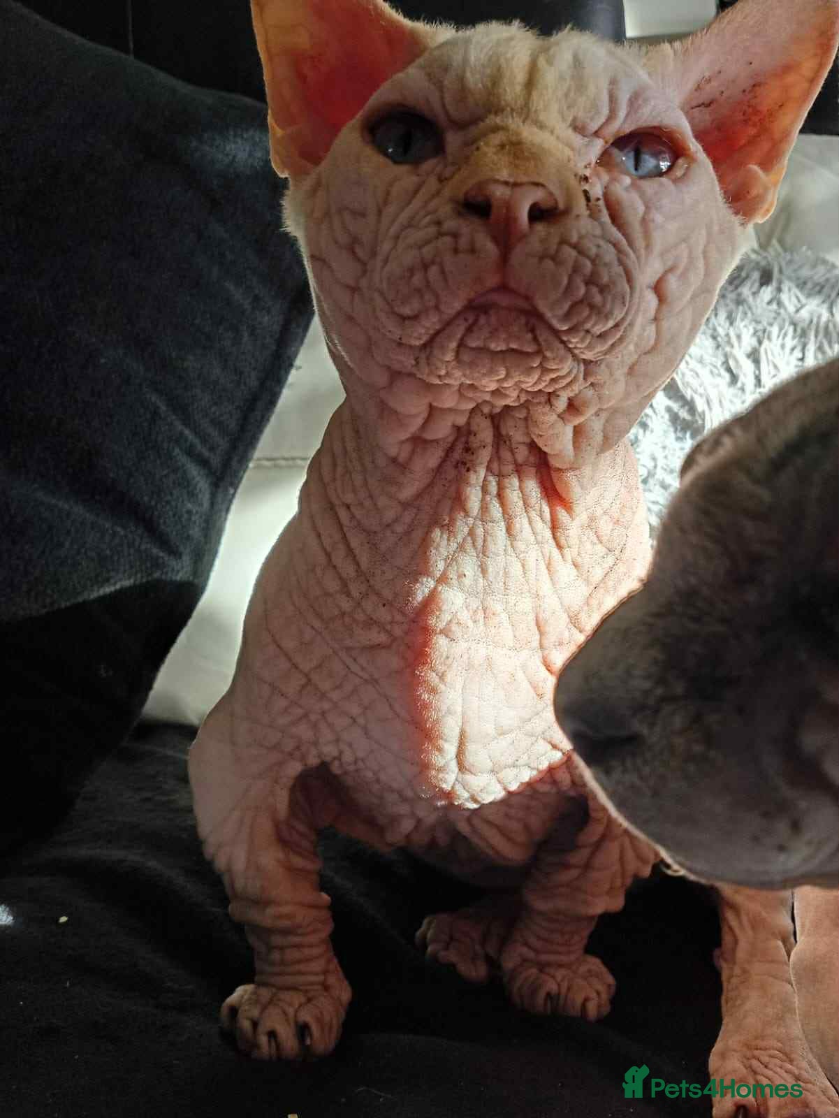 Sphynx cats bambino - Advert 16