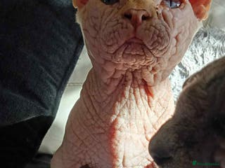 Sphynx cats bambino - Advert 16