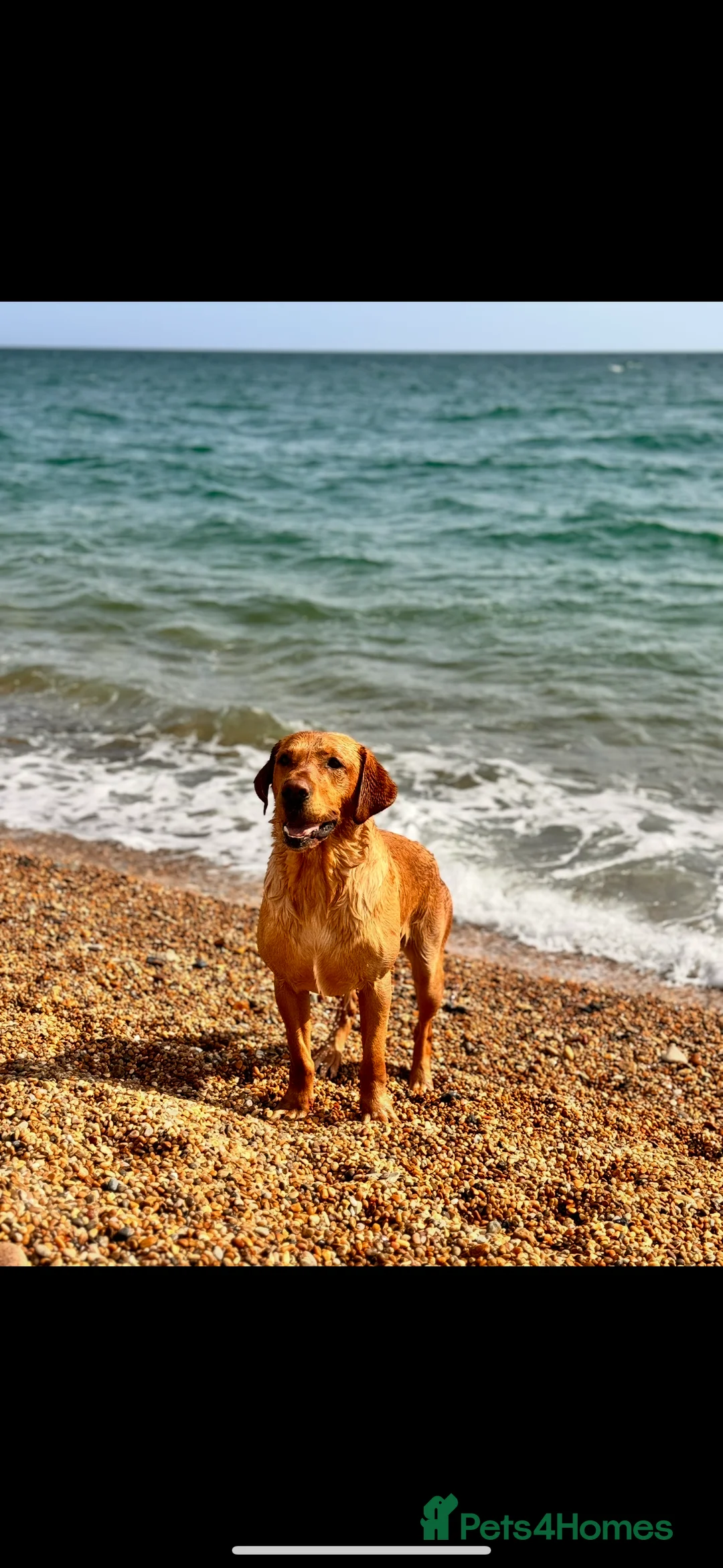 Labrador Retriever dogs for stud: Stunning Fox Red Labrador (Stud) PEDIGREE PROVEN - Advert 5