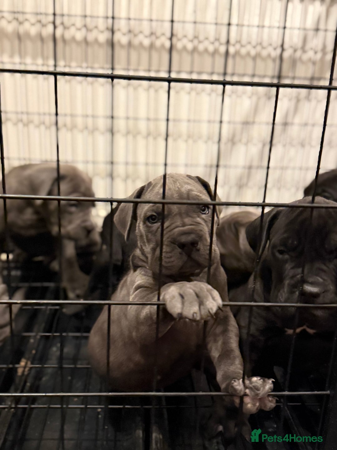 Cane Corso dogs for sale: Imp Champion Bloodline Pure Breed Cane Corso pups  - Advert 5