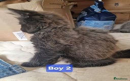 Maine Coon cats for sale: Gorgeous Half Maine Coon Boys and Girls  - Image 10