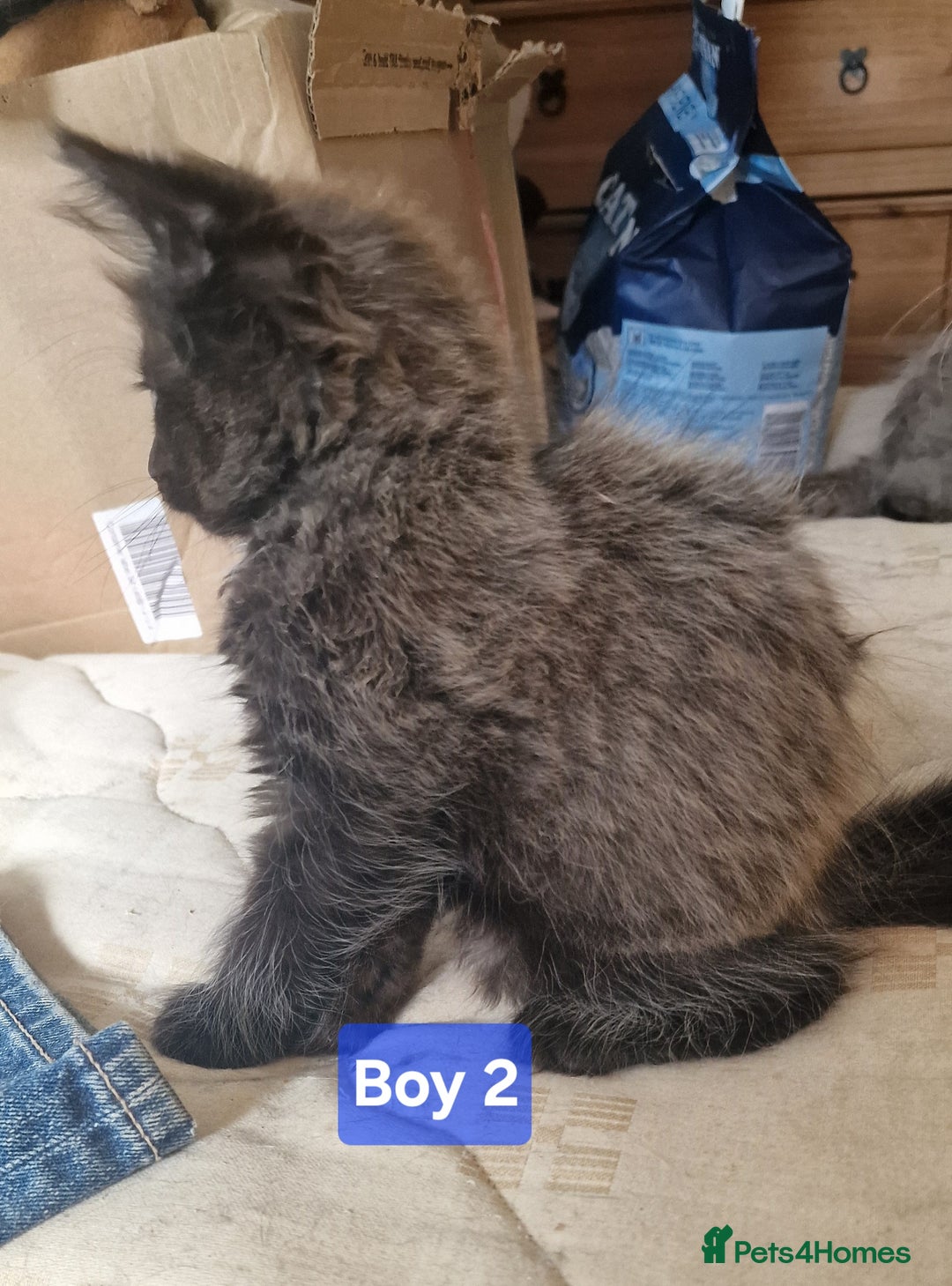 Maine Coon cats for sale: Gorgeous Half Maine Coon Boys and Girls  - Image 10