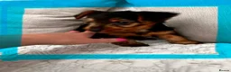 Yorkshire Terrier dogs for sale: Yorkshire terrier puppies  - Advert 8