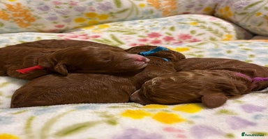 Mixed Breed dogs - Advert 13