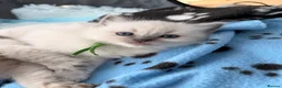 Ragdoll cats for sale: Gorgeous Blue Point Ragdoll Kittens Available  - Advert 27