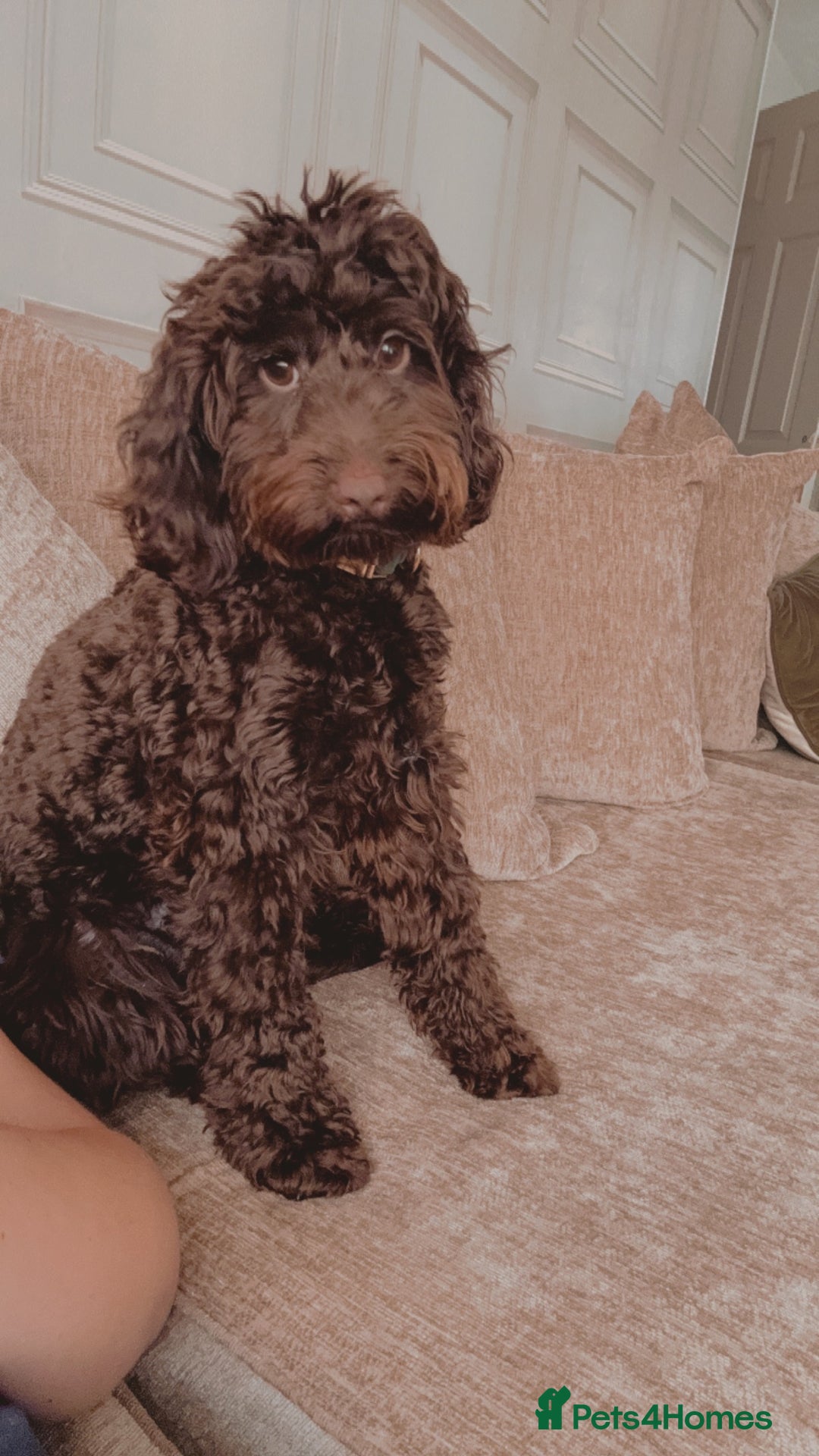 Cockapoo dogs for stud: COCKAPOO STUD PROVEN .  - Advert 2