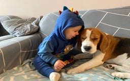 Beagle dogs for stud: TOP PRODUCING STUD CRUFTS QUALIFIED, CHAMPION BRED in Birmingham - Image 16