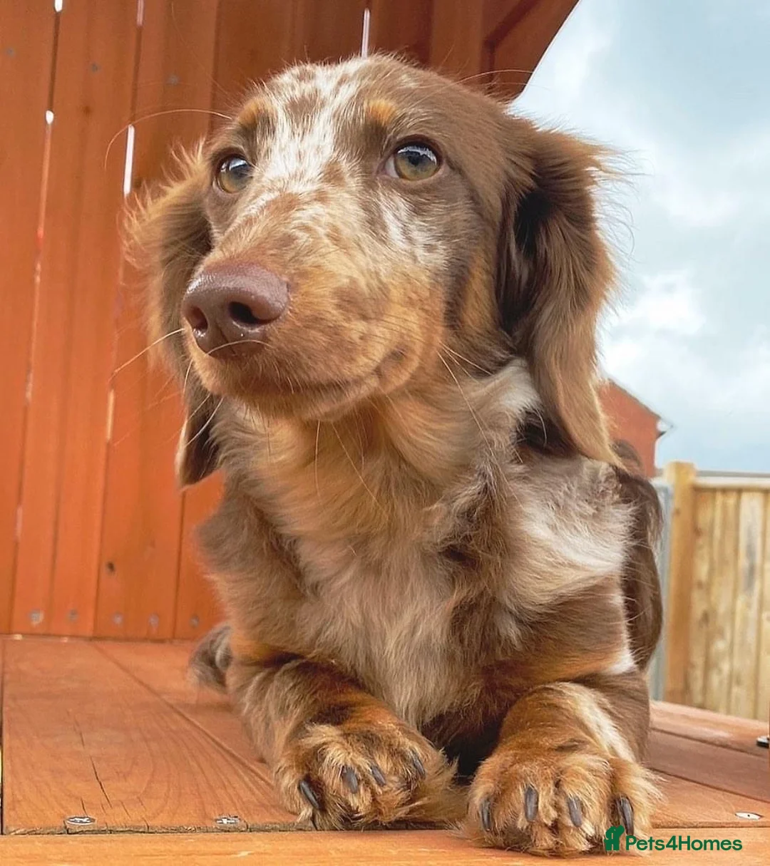 Miniature Dachshund dogs for stud: long haired miniature dachshund in Sunderland - Advert 2