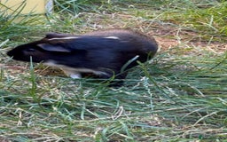 Guinea Pig rodents for sale: Male guinea pigs  - Advert 5