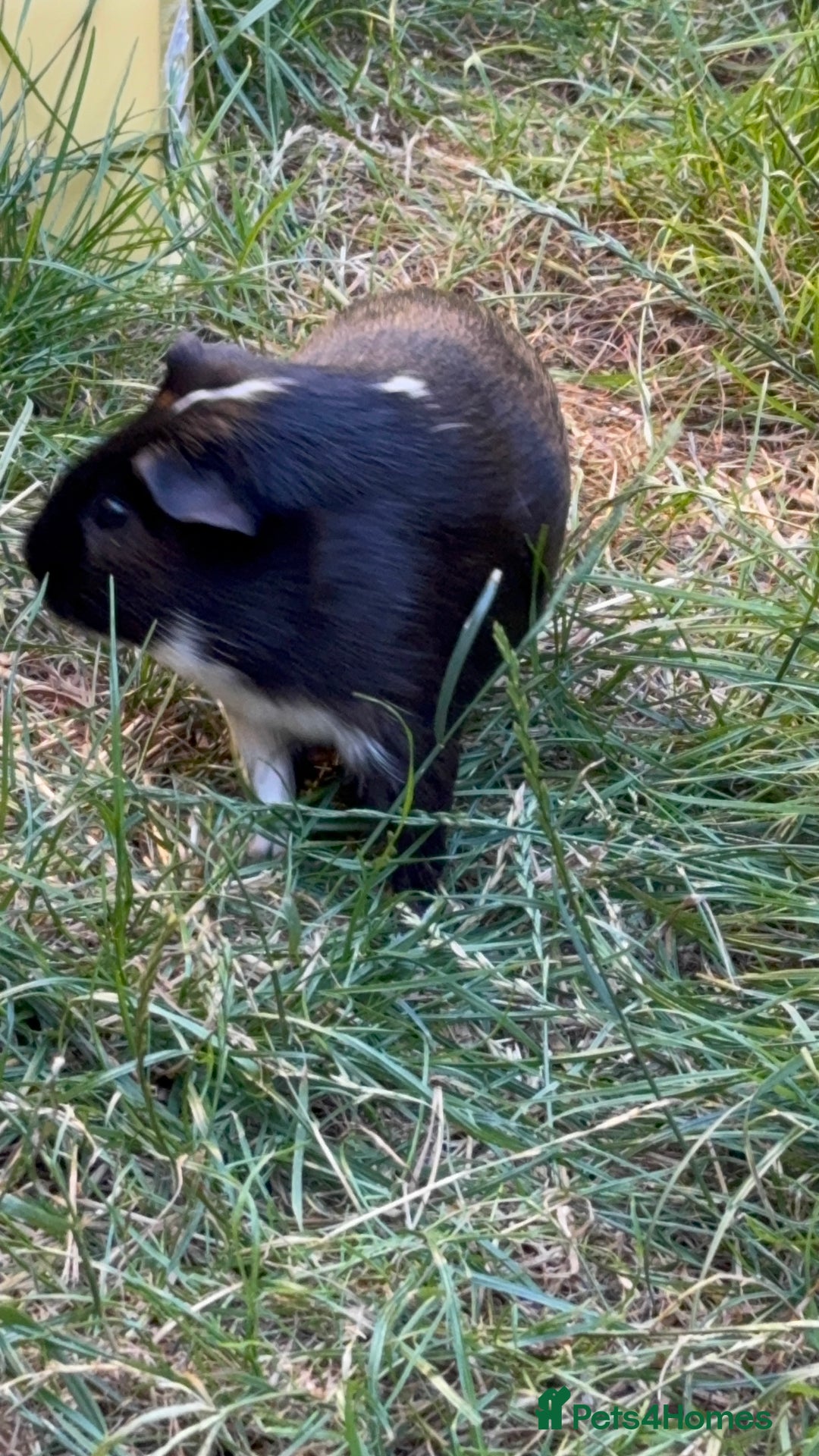 Guinea Pig rodents for sale: Male guinea pigs  - Advert 5