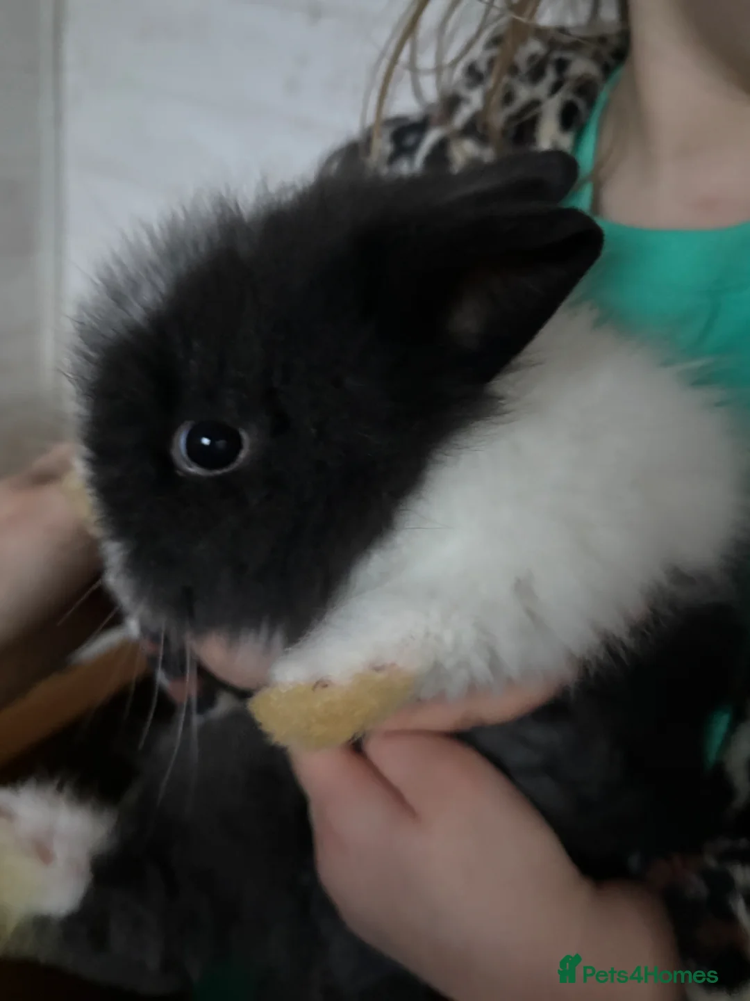 Mini Lion Lop rabbits for sale: Lion Lop Litter of Bunnies in Wolverhampton - Advert 13