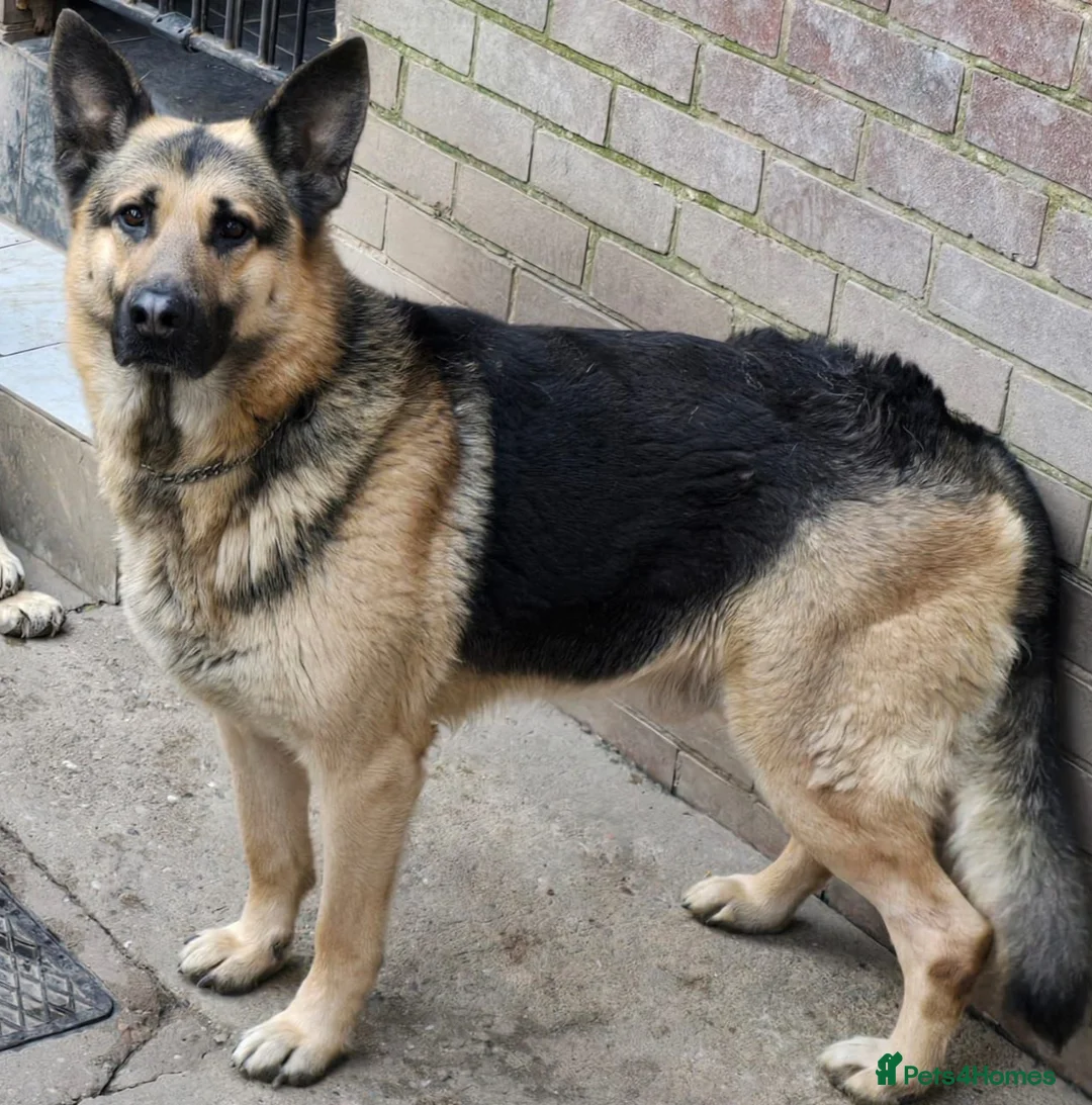 German Shepherd dogs for sale: King German Shepherd for Sale - Advert 1