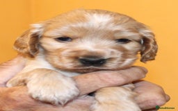 Cocker Spaniel dogs for sale: KC registered Cocker Spaniel puppies - Image 18