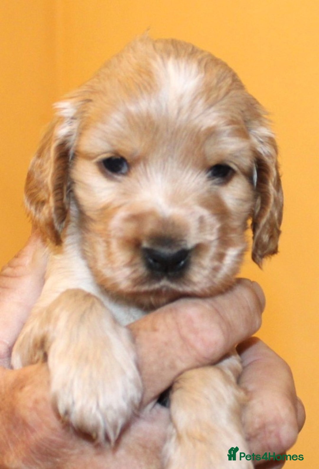 Cocker Spaniel dogs for sale: KC registered Cocker Spaniel puppies - Image 18
