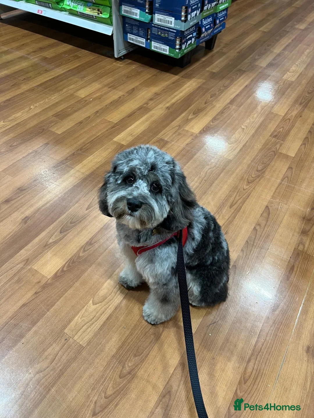 Poodle dogs for stud: Miniature rare chocolate merle health tested stud in Maesteg - Advert 6