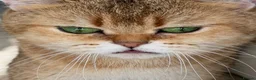 British Shorthair cats for sale: 🌟 Stunning Golden Queen–TICA ACTIVE Registered 🌟 - Advert 5
