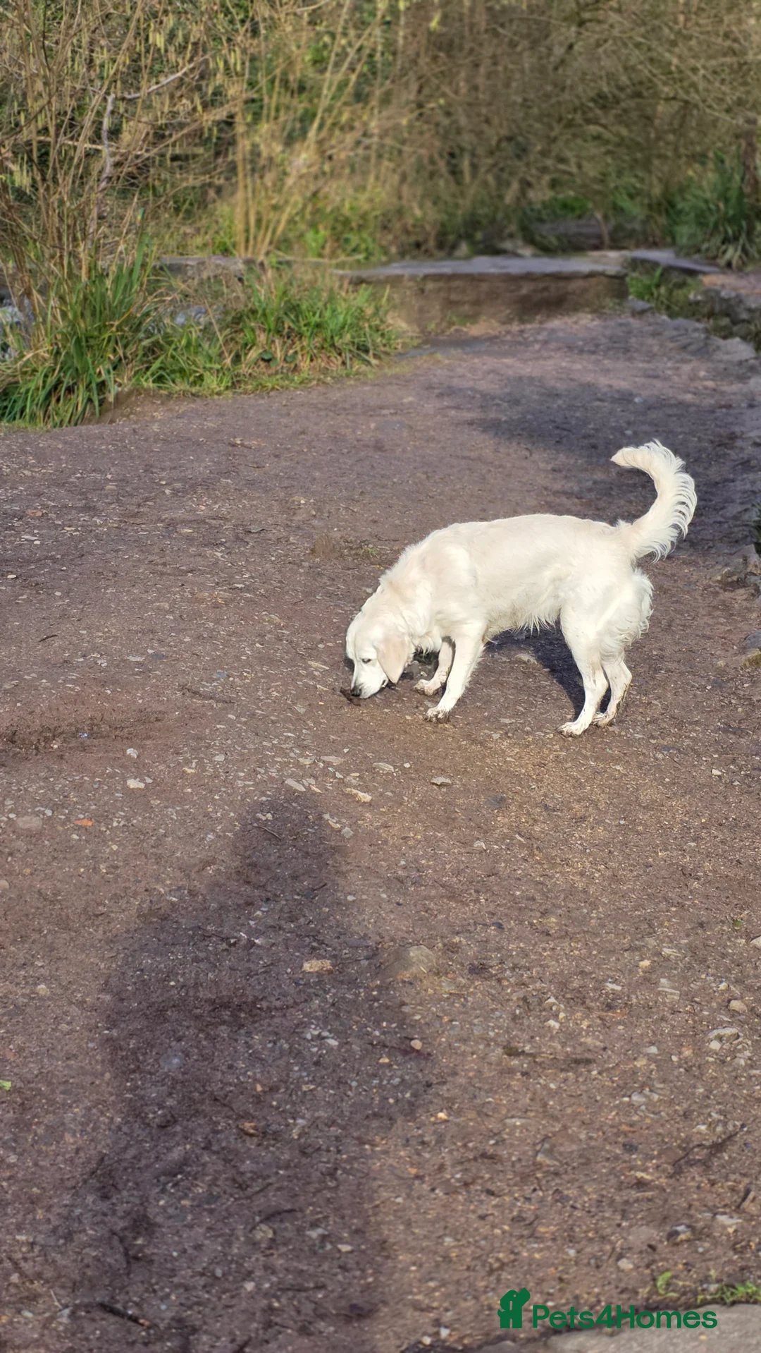 Golden Retriever dogs for sale: Lilly golden retriever 7 months old kc registered  - Advert 7