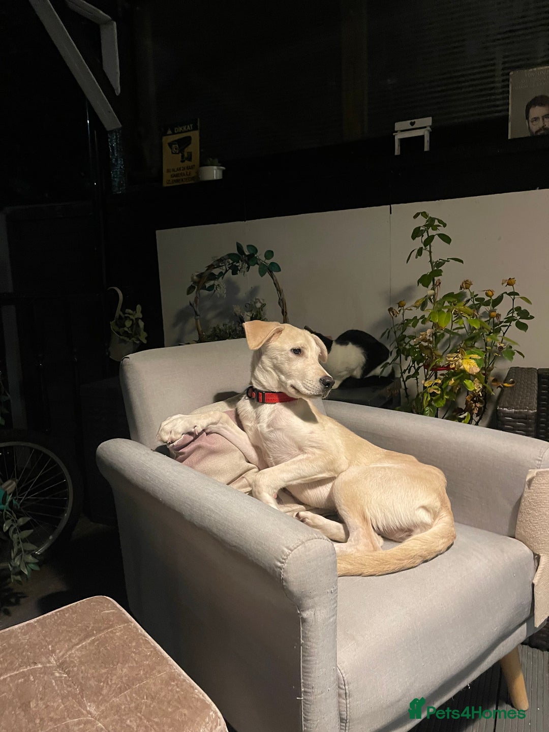 Mixed Breed dogs for sale: Husky and Labrador mix breed (Haskador) - Image 6