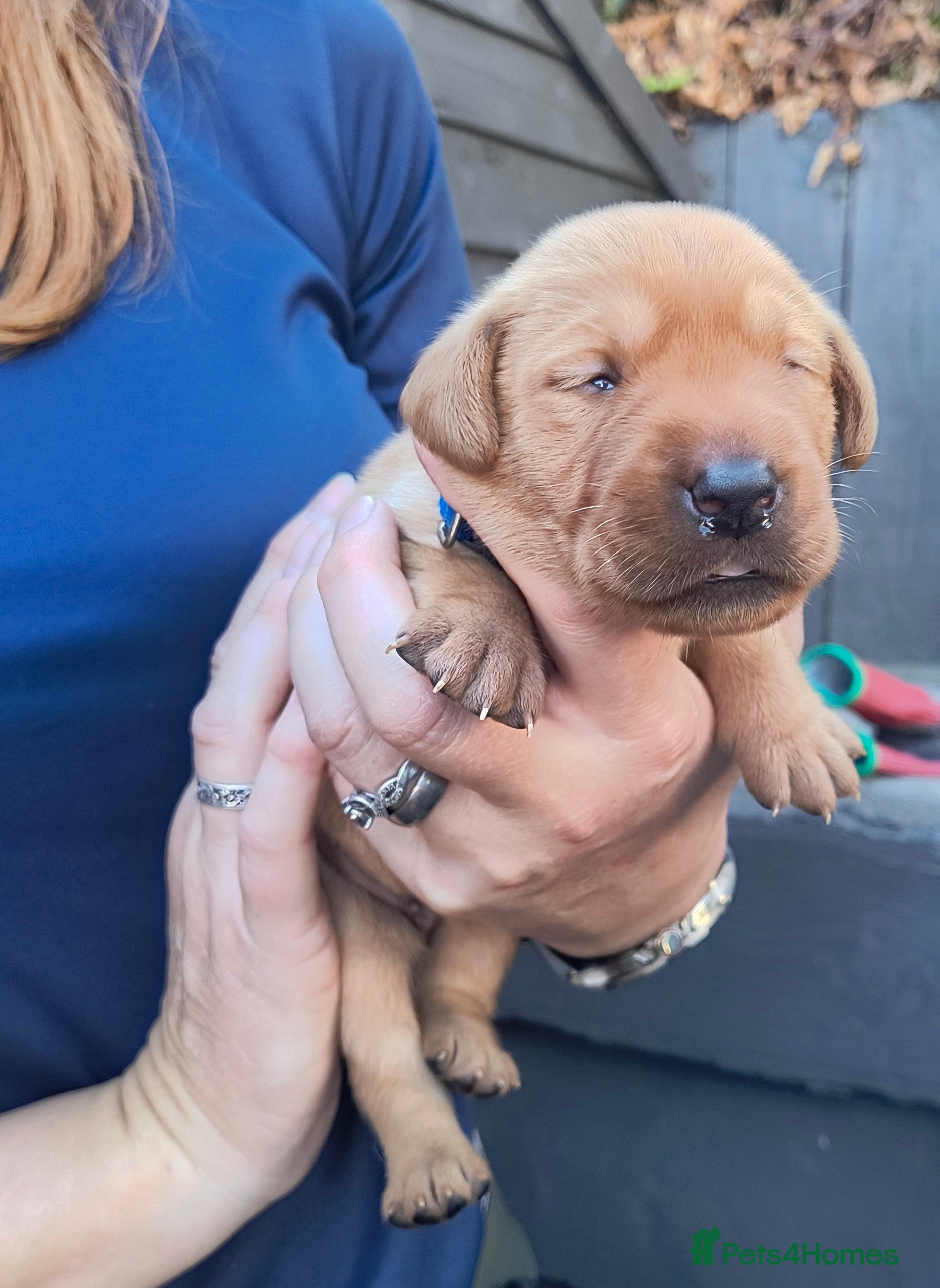 Labrador Retriever dogs  KC registered FTW Sired Labrador puppies  - Advert 2