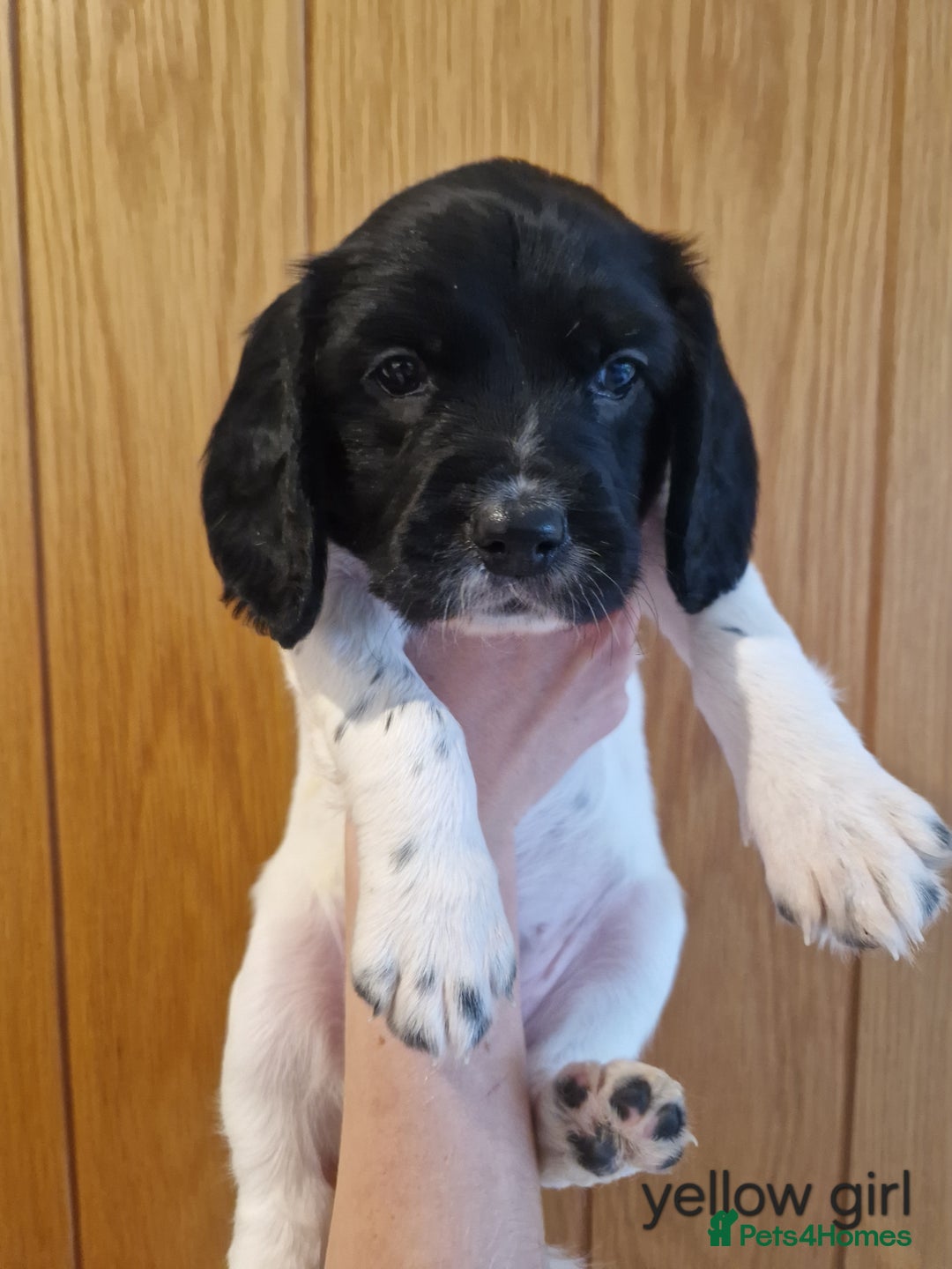 English Springer Spaniel dogs for sale: Stunning English Springer Spaniels  - Advert 13