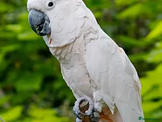 Cockatoo birds WANTED* not for sale - Advert 1