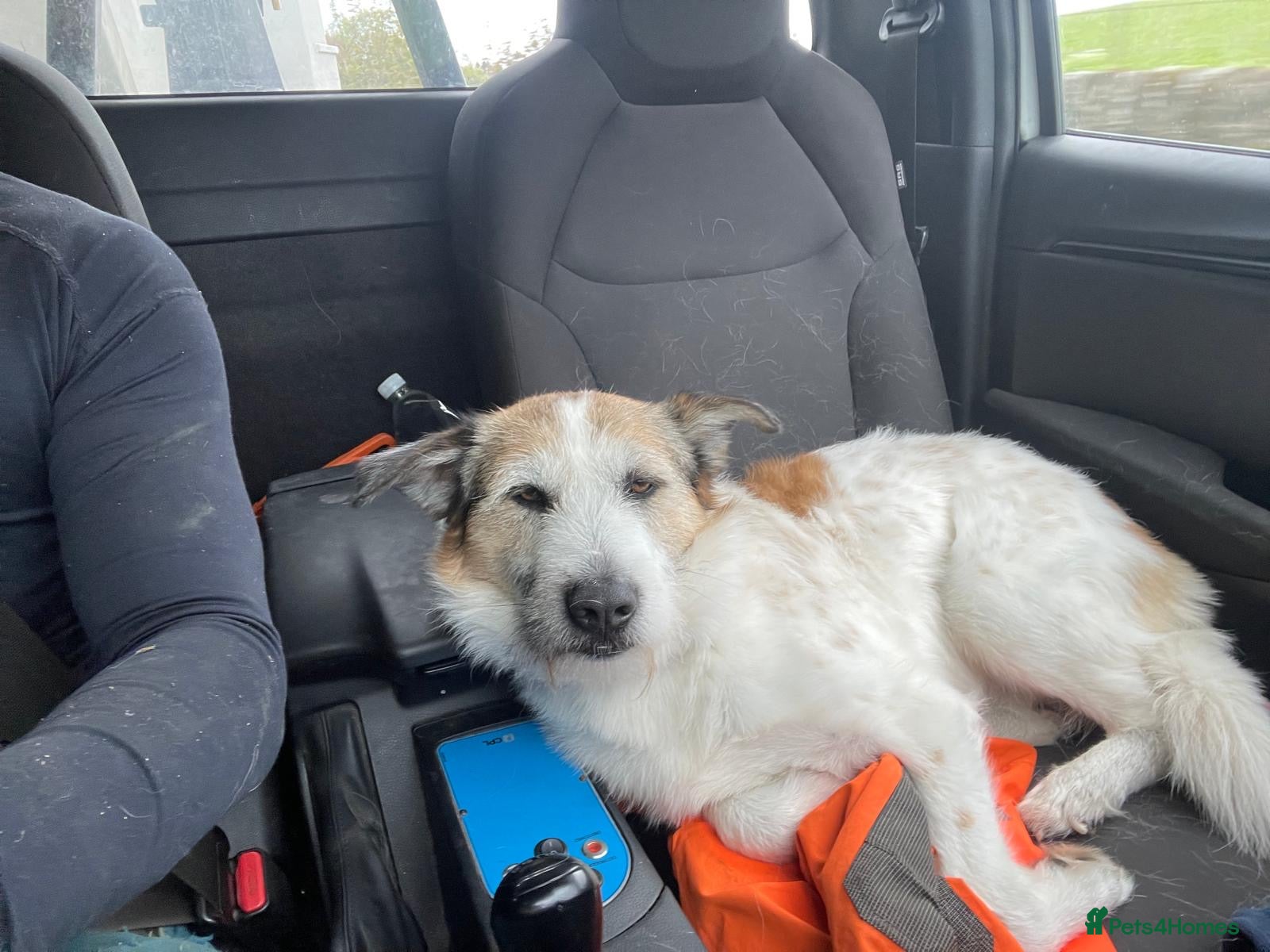 Mixed Breed dogs ARTHUR, 5yrs,25kg,great temperament,loves outdoors - Advert 1