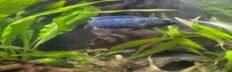 Cichlids fish for sale: Jack Dempsey cichlid  - Advert 4