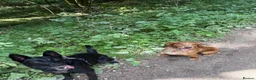 German Shepherd dogs for sale: Luna German shepherd for rehome - Advert 2