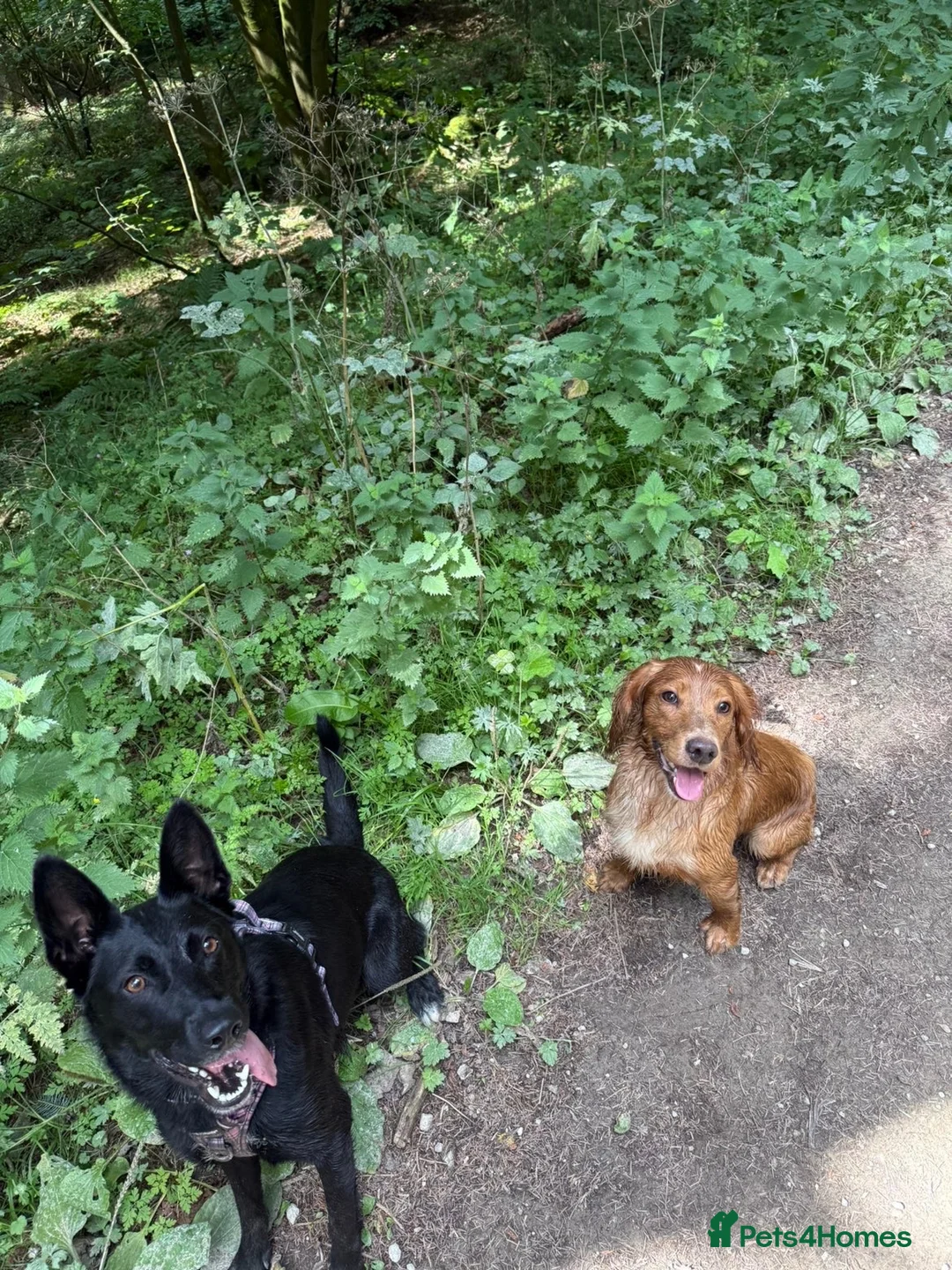 German Shepherd dogs for sale: Luna German shepherd for rehome - Advert 2